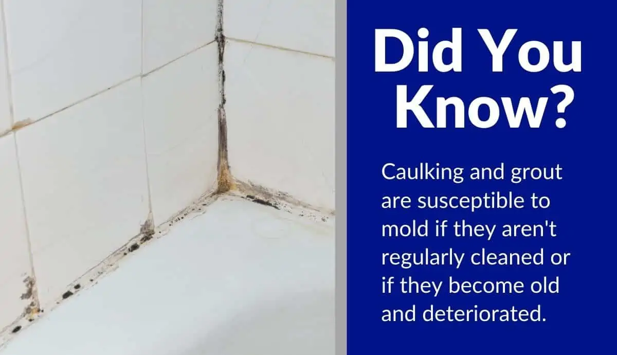how to prevent mold in bathroom without fan